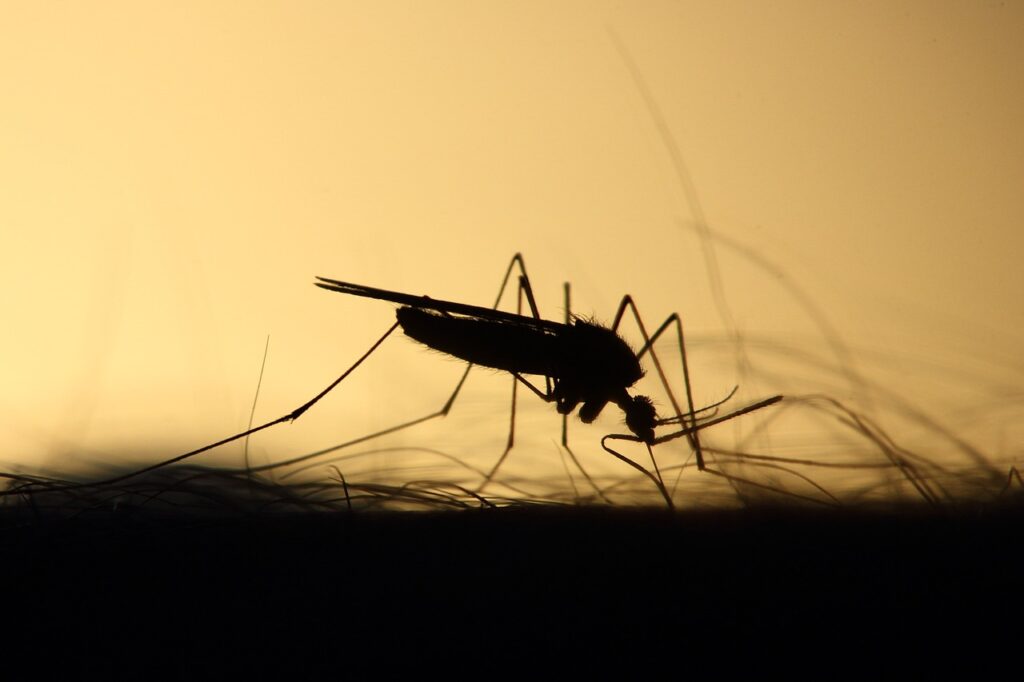 A mosquito on a human hand, representing the spread of Eastern Equine Encephalitis.